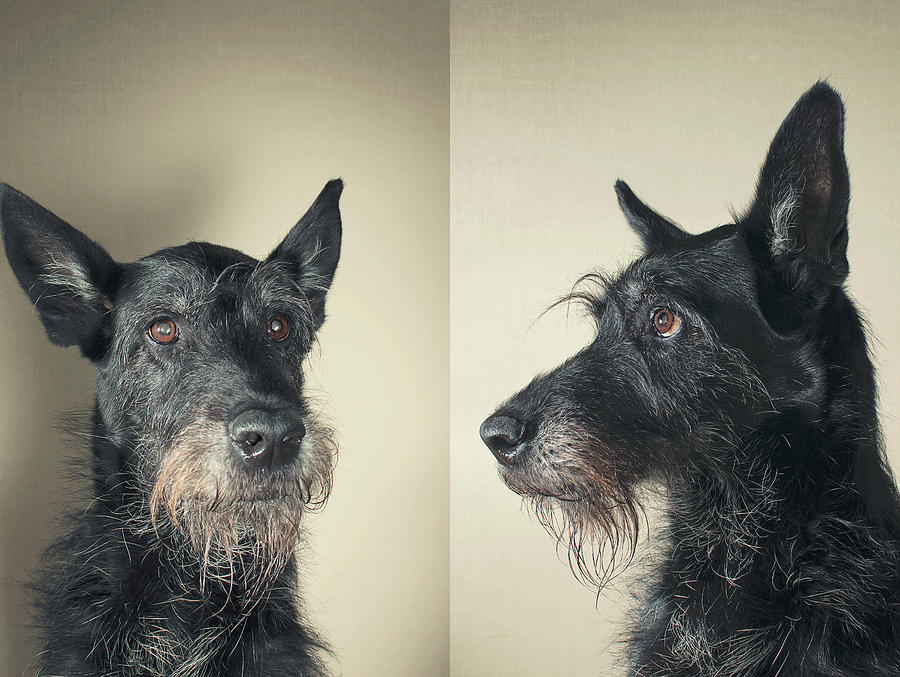 Black Dog Diptych Photograph by Maria Kallin