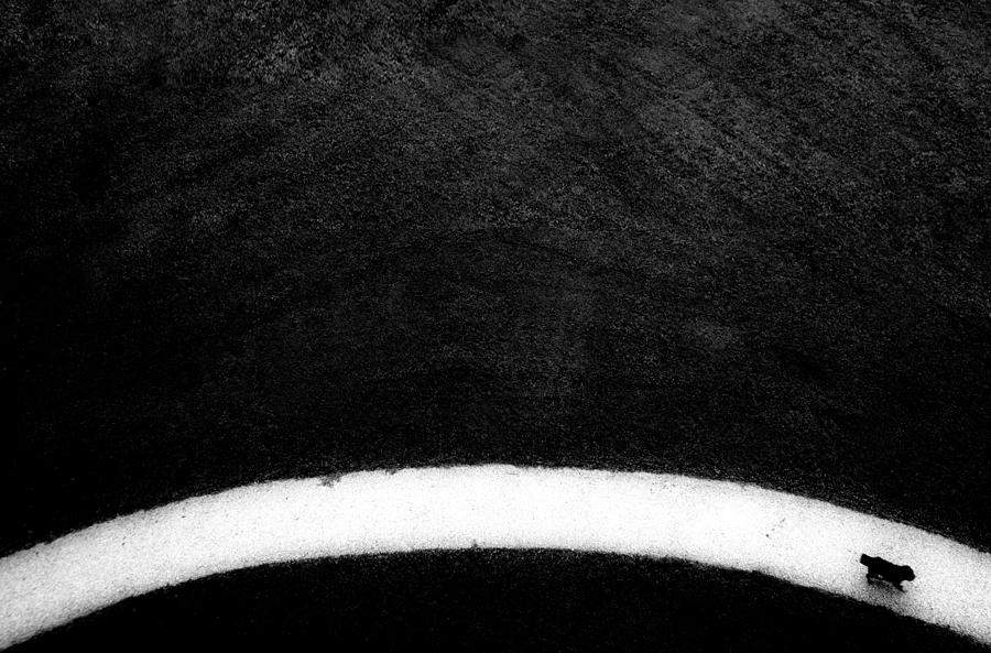 Black And White Photograph - Black Dog by Franco Maffei