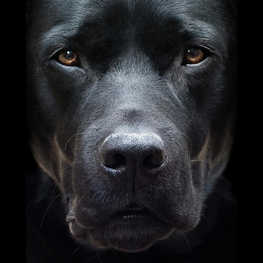 Black Dog Photograph by Jody Trappe Photography