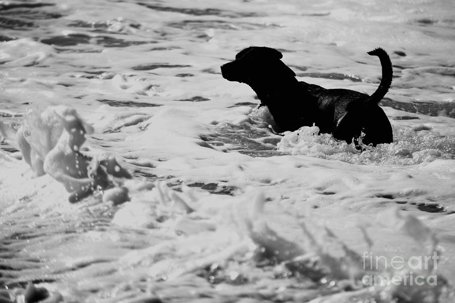 Surfers Black Dog  Photograph by Debra Banks