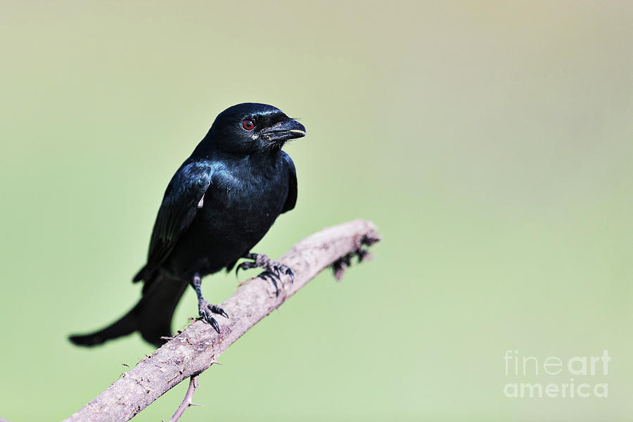 Black Drongo Photograph by Dr P. Marazzi/science Photo Library - Fine ...