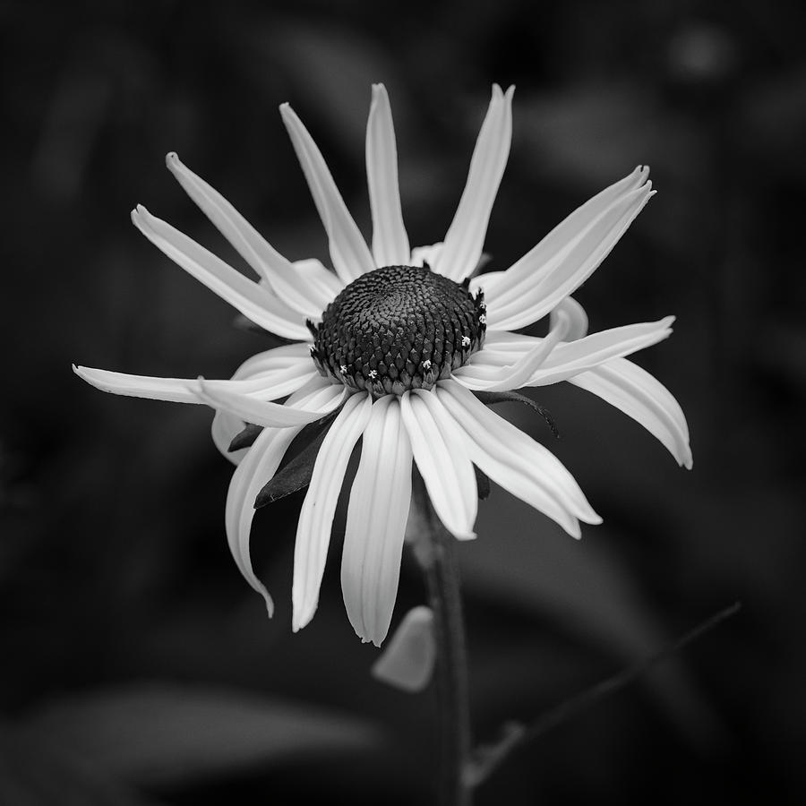 Black And White Photograph - Black Eye by Patrick Lynch