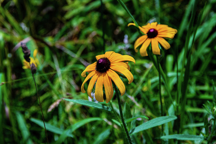 Black-Eye Susans Photograph by Andrew Brake - Fine Art America