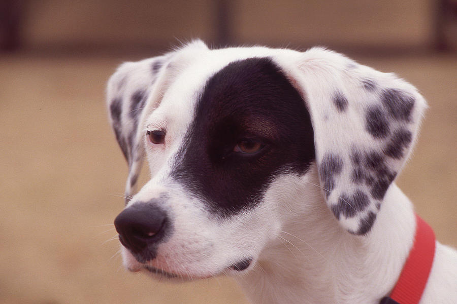 black-eyed-dog-photograph-by-jerry-griffin-pixels