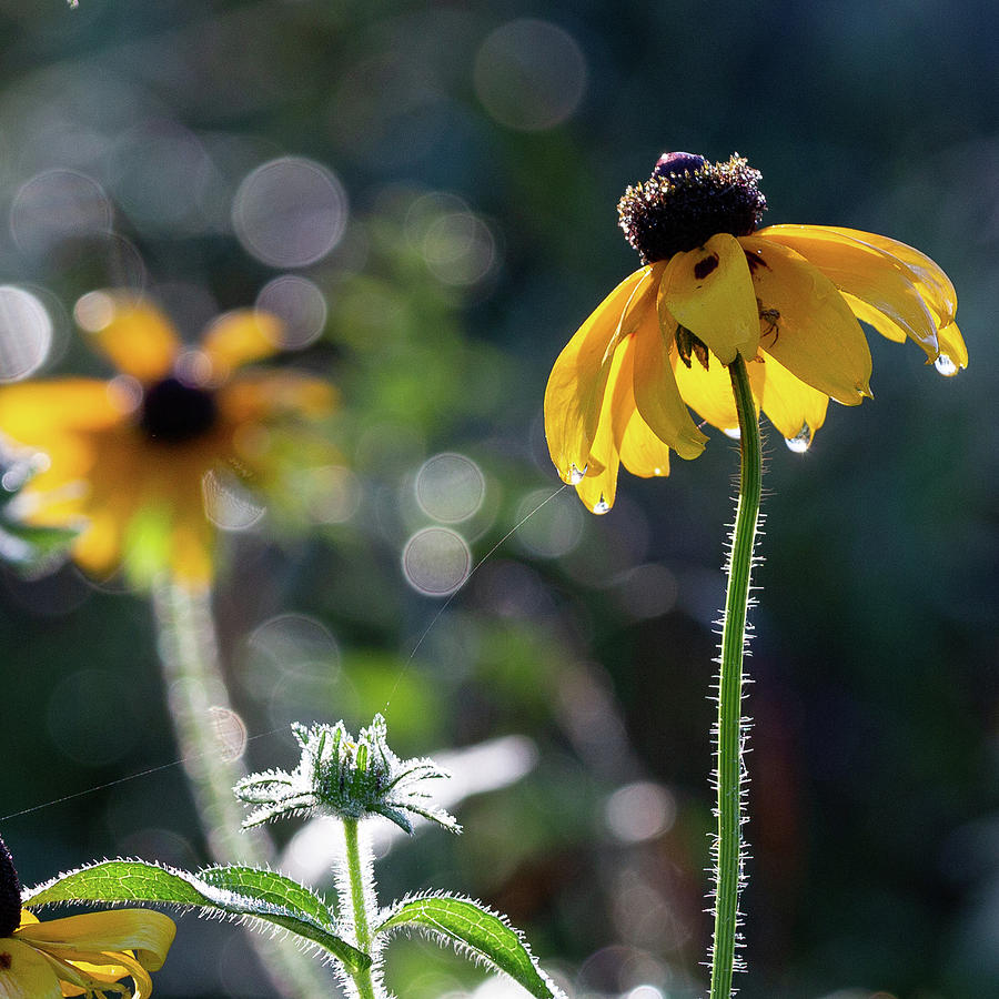 Black Eyed Susan Photograph by Bill Wakeley
