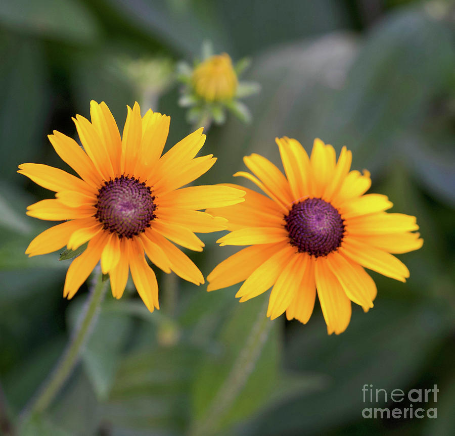 Black Eyed Susan by Cathy Donohoue Black Eyed Susan by Cathy Donohoue