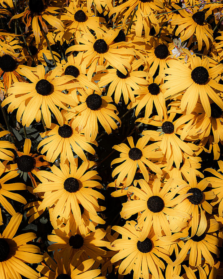 Black Eyed Susan Photograph By Chris Sveen - Fine Art America