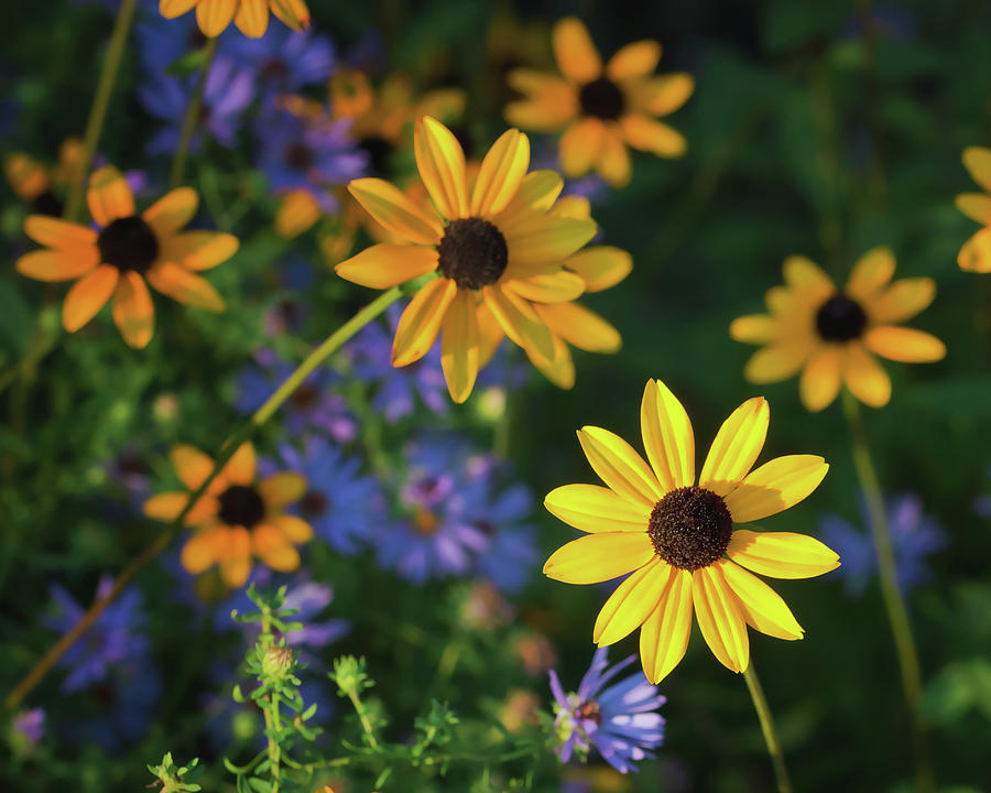 Black Eyed Susan Cluster by David Lamb Black Eyed Susan Cluster by David Lamb