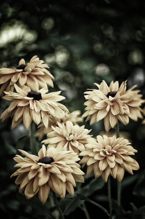 Black-eyed Susan Flowers In A Garden Photograph by Maria Mosolova