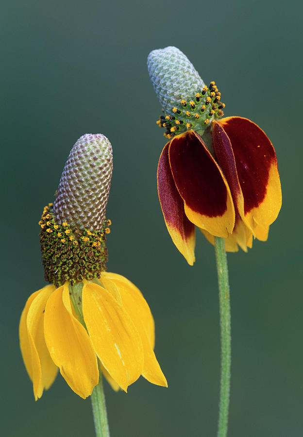 Black-eyed Susan Or Coneflower Photograph by Nhpa