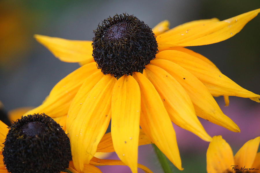 Black Eyed Susan with Purple Photograph by Ron Monsour