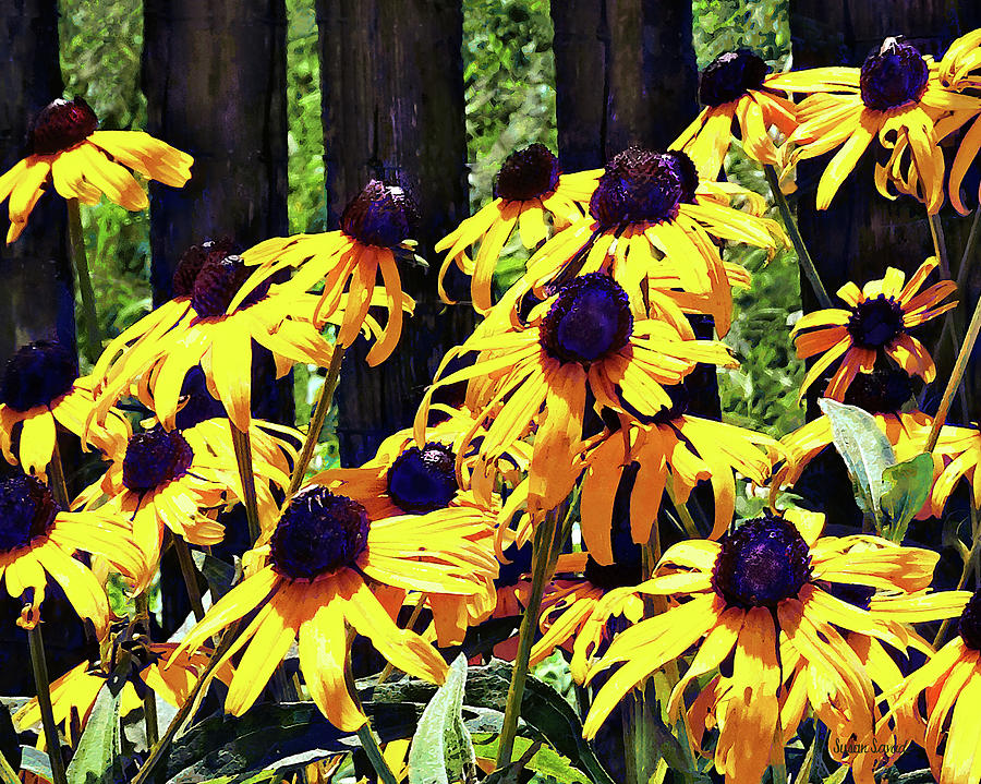 Black Eyed Susans by Fence Photograph by Susan Savad