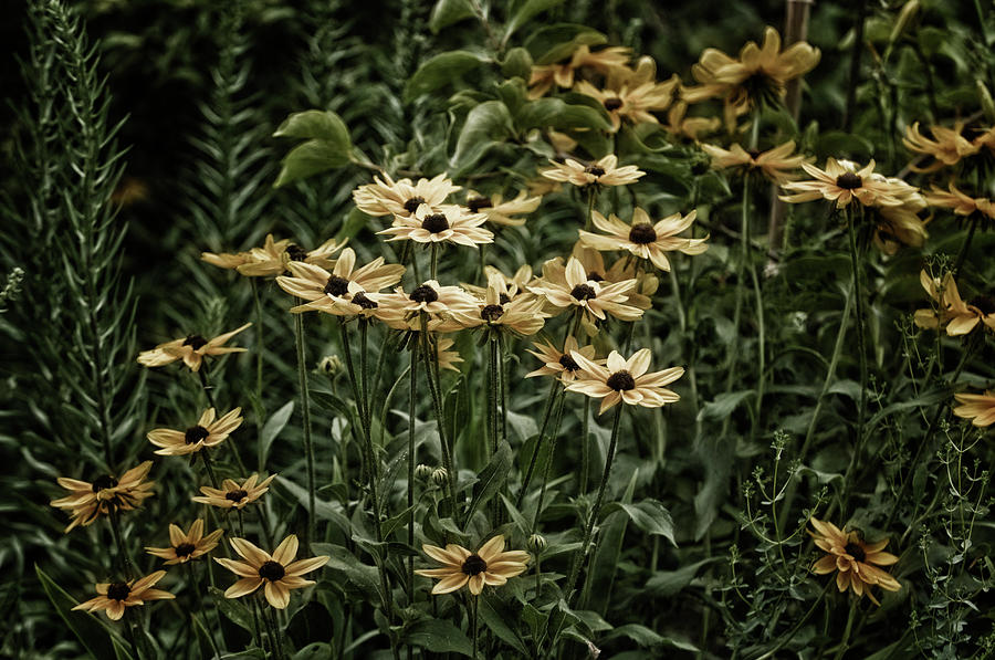 Black-eyed Susans In Bloom Photograph by Maria Mosolova