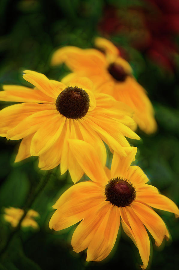 Black-eyed Susans In Full Bloom In Photograph by Maria Mosolova
