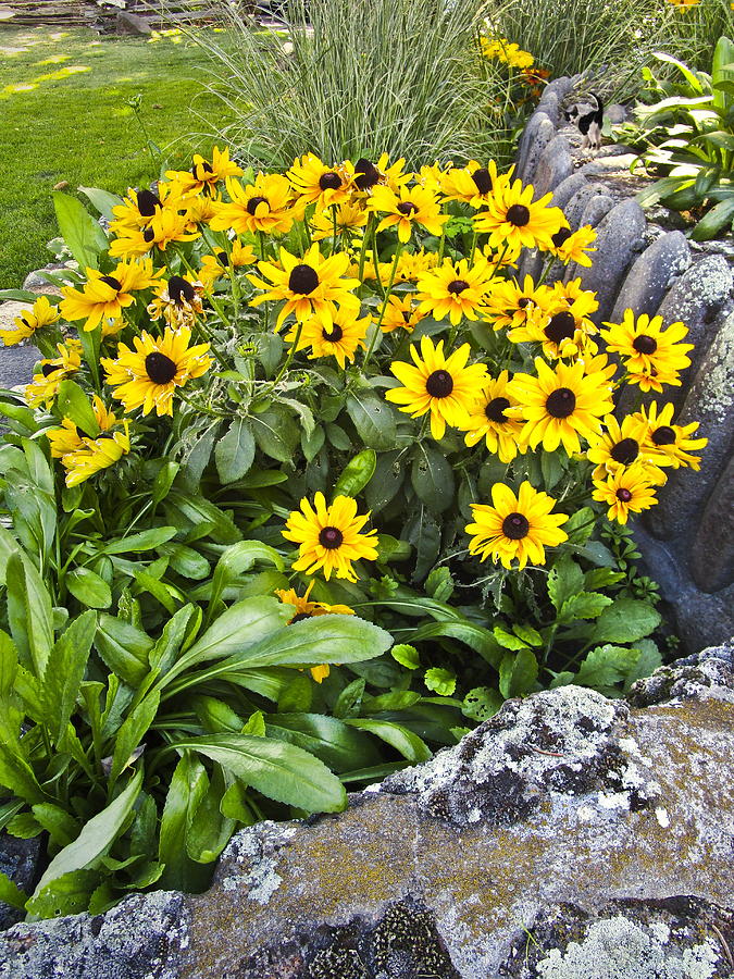 Black Eyed Susans Photograph by Joyce Dickens