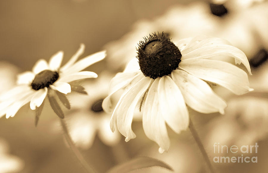 Black-Eyed Susans Photograph by Pam  Holdsworth