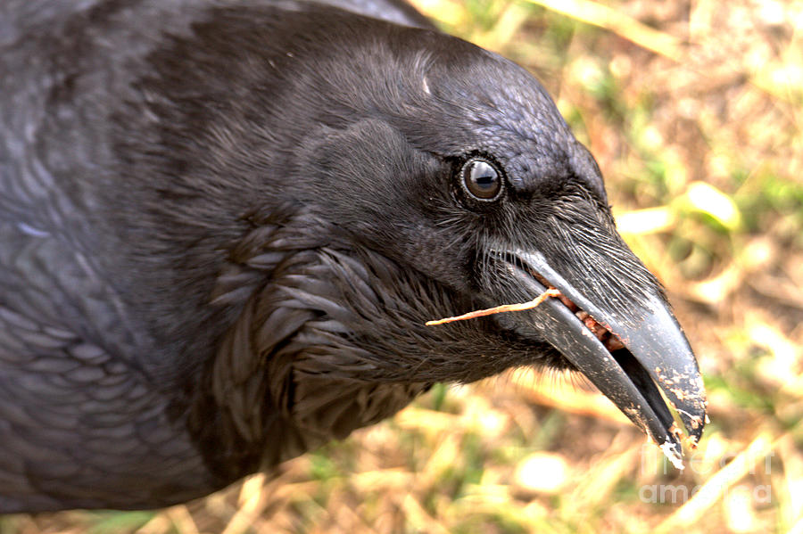 Black Eyes Of The Raven Photograph by Adam Jewell