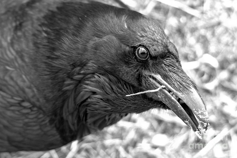 Yellowstone National Park Photograph - Black Eyes Of The Raven Black And White by Adam Jewell