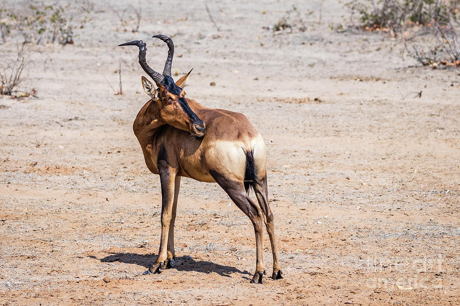 Black faced impala, Namibia Photograph by Lyl Dil Creations