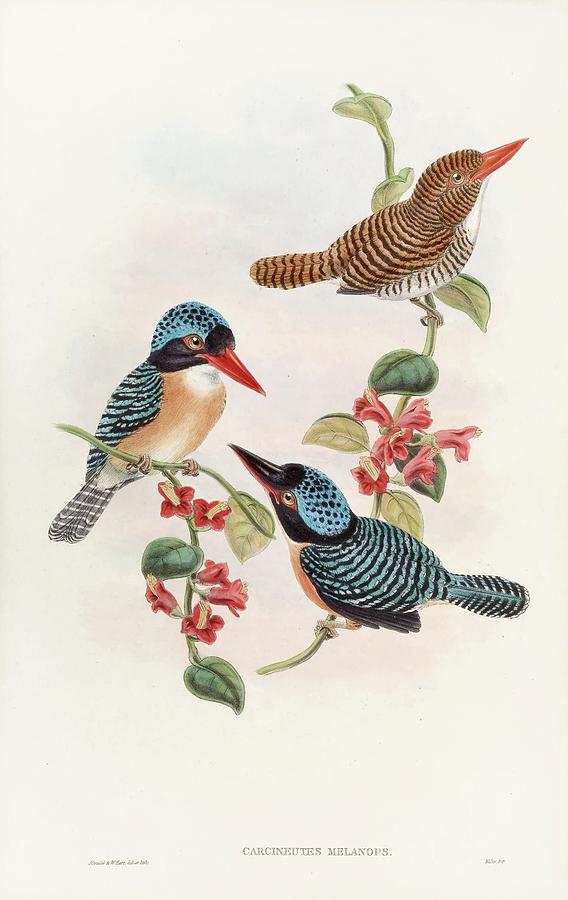 Black-faced Kingfisher Painting by John Gould Black-faced Kingfisher Painting by John Gould