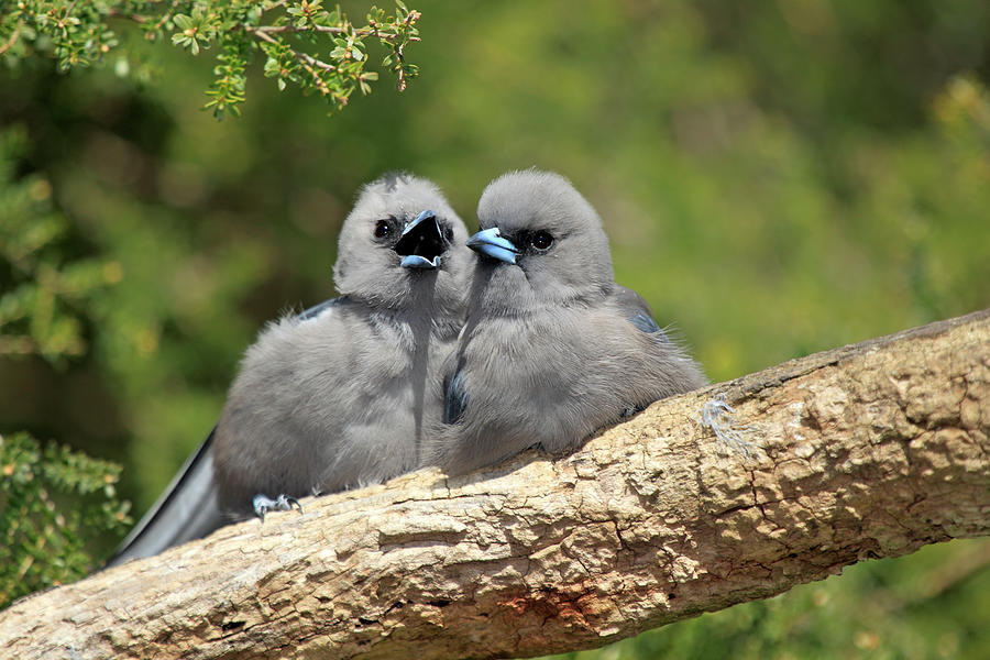 Nature Photograph - Black Faced Woodswallow Artamus Cinereus by Tier Und Naturfotografie J Und C Sohns