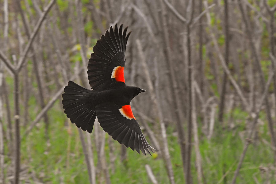 Black feathers in-flight Photograph by Asbed Iskedjian