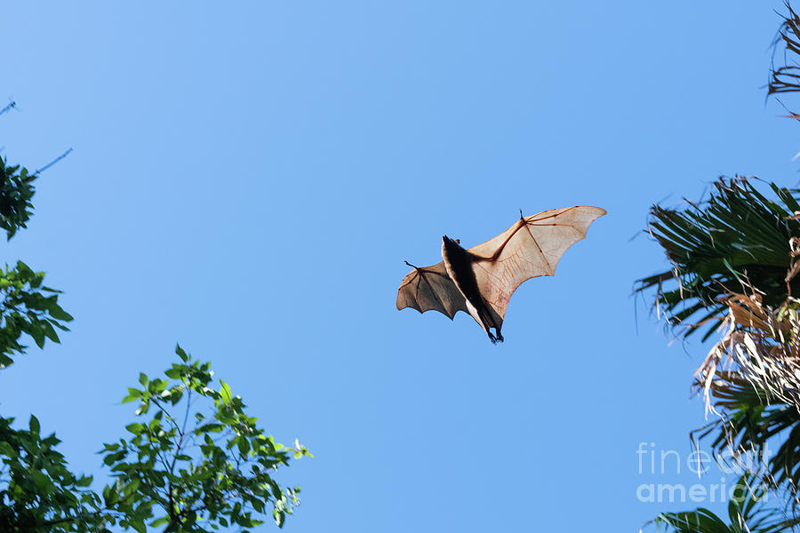 Black Flying Fox In Flight Photograph By Dr P Marazziscience Photo