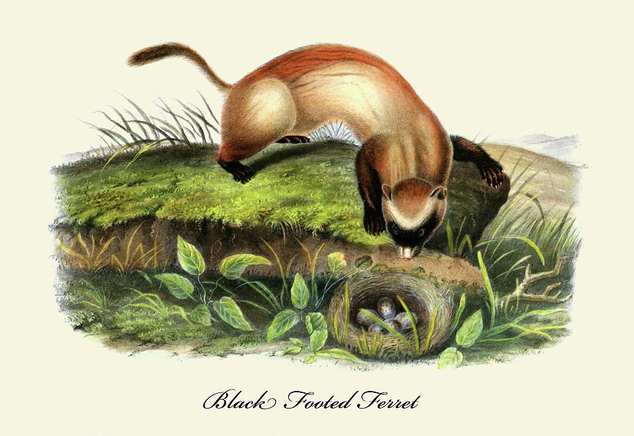 Black Footed Ferret Painting by John Joseph Audubon Black Footed Ferret Painting by John Joseph Audubon