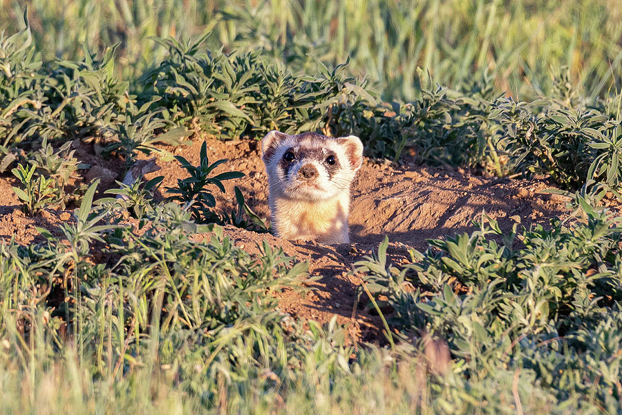 Black-footed Ferret Pops Up Photograph by Tony Hake