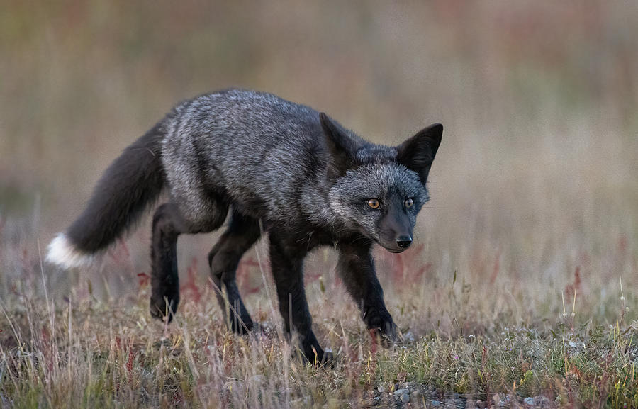 Black Fox Photograph by Johnson Huang - Fine Art America