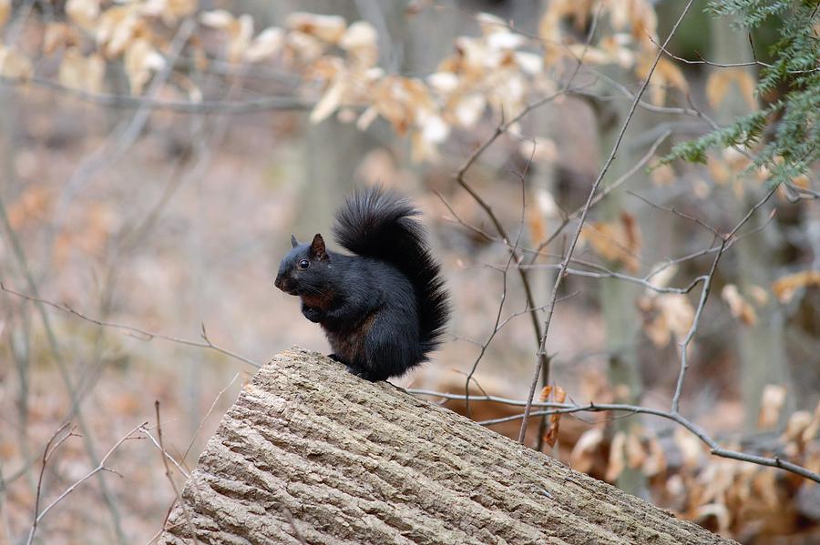 Black Fox Squirrel Ohio Photograph