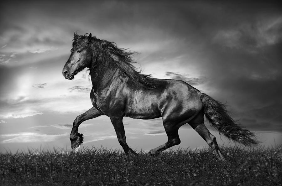 Black Friesian Stallion Photograph by Stamp City