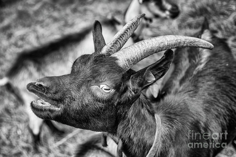 Black goat by Fabian Roessler Black goat by Fabian Roessler