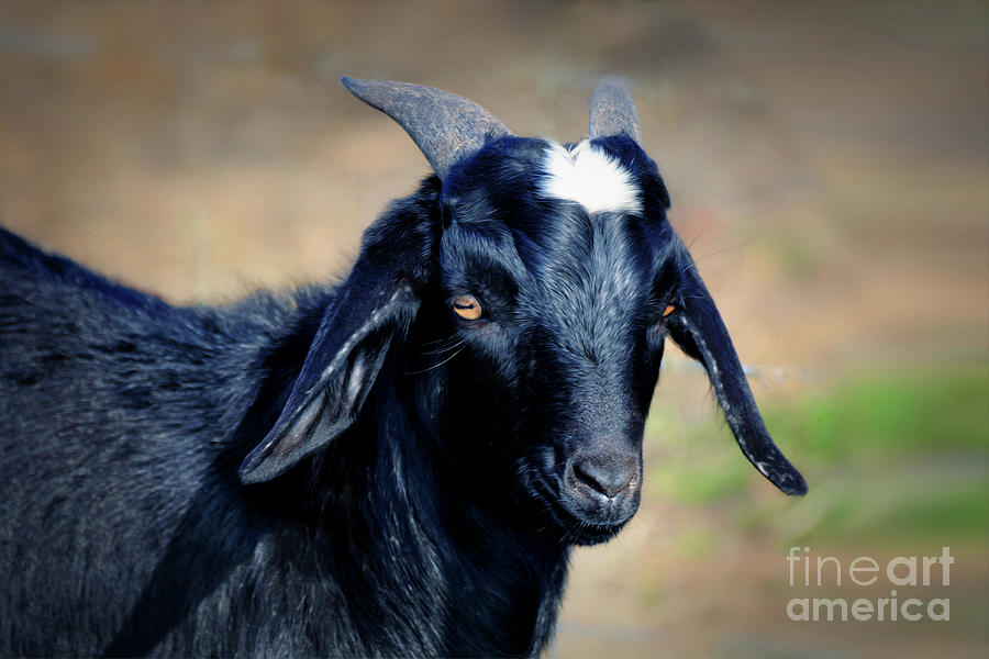 Black Goat Digital Art