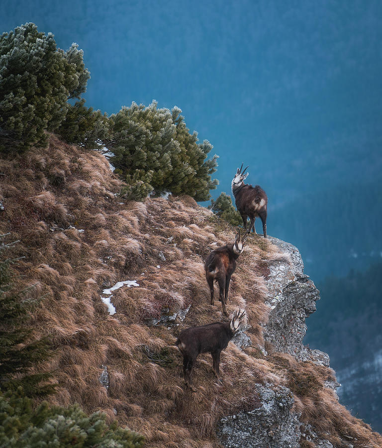 Animal Photograph - Black goats by Adrian Malanca
