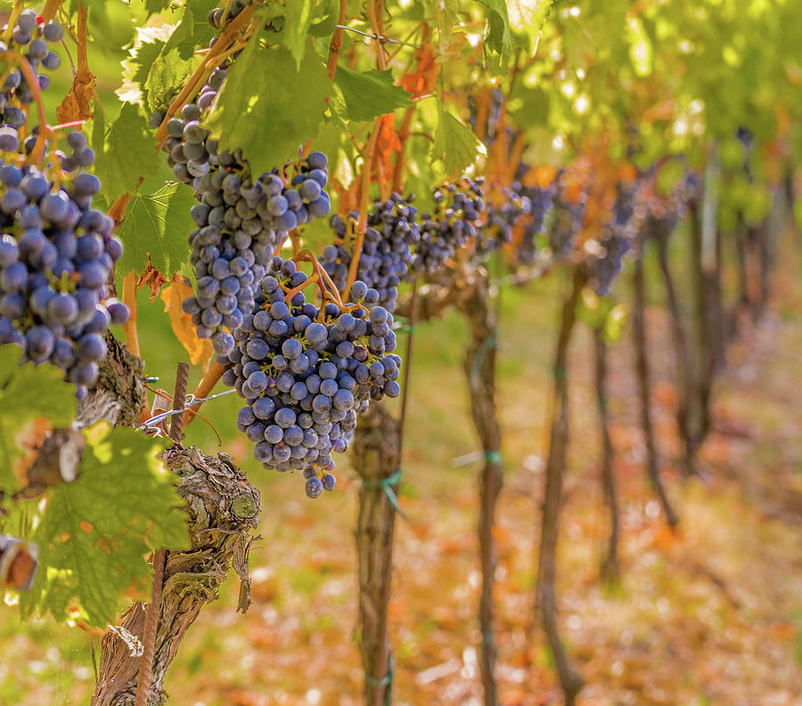 Black Grapes In A Vineyard Photograph by Vivida Photo PC