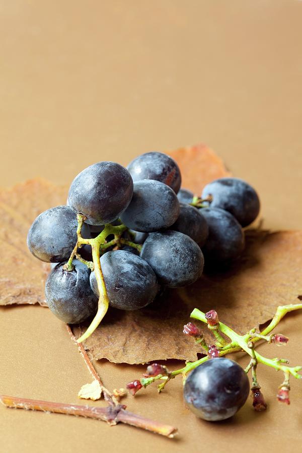 Black Grapes On A An Autumn Leaf Photograph by Hilde Mche