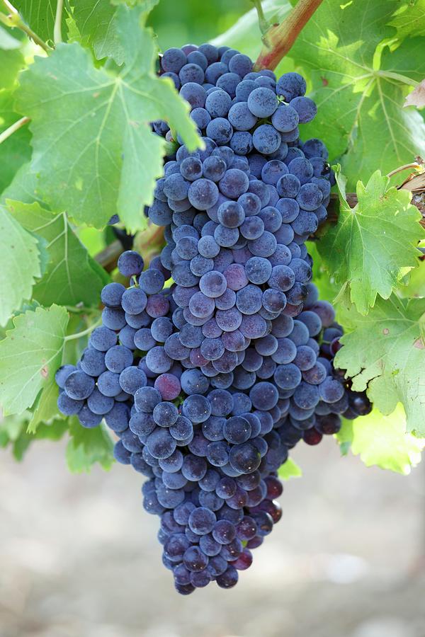 Black Grapes On The Vine Photograph by Peter Garten