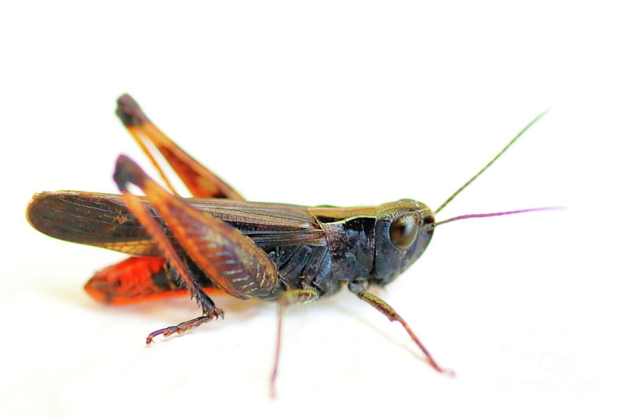 Cricket Photograph - Black grasshopper on white by Gregory DUBUS