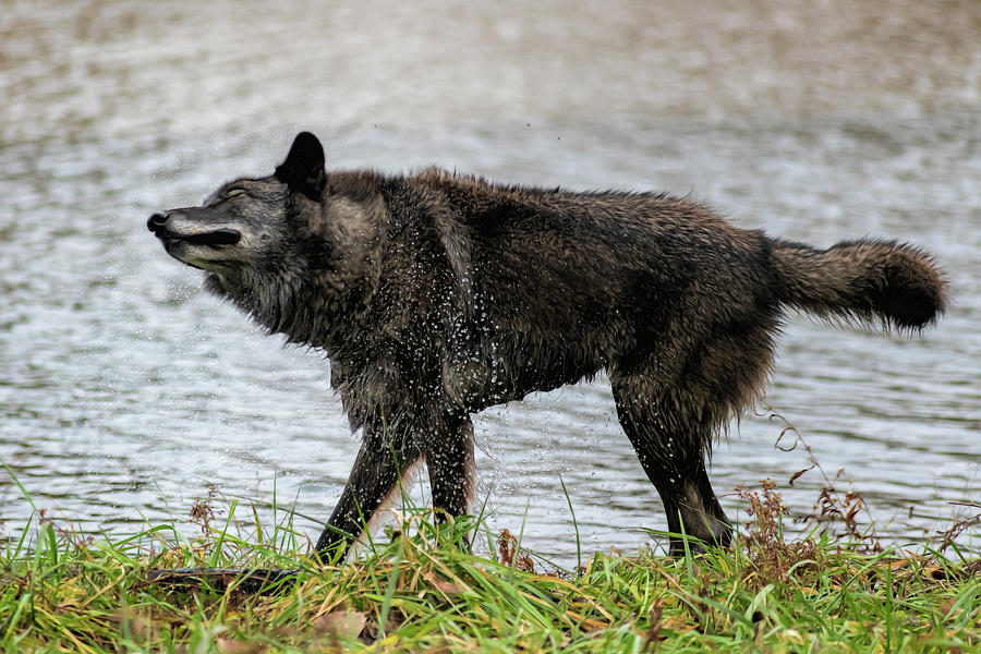 Black grey wolf shaking himself dry Photograph by Dan Friend