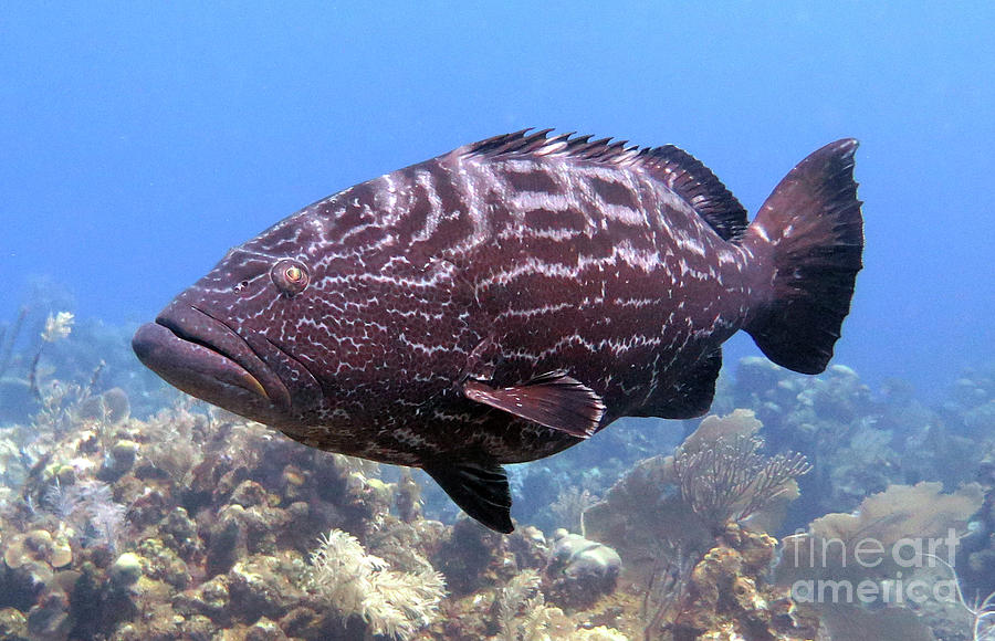 baby black grouper