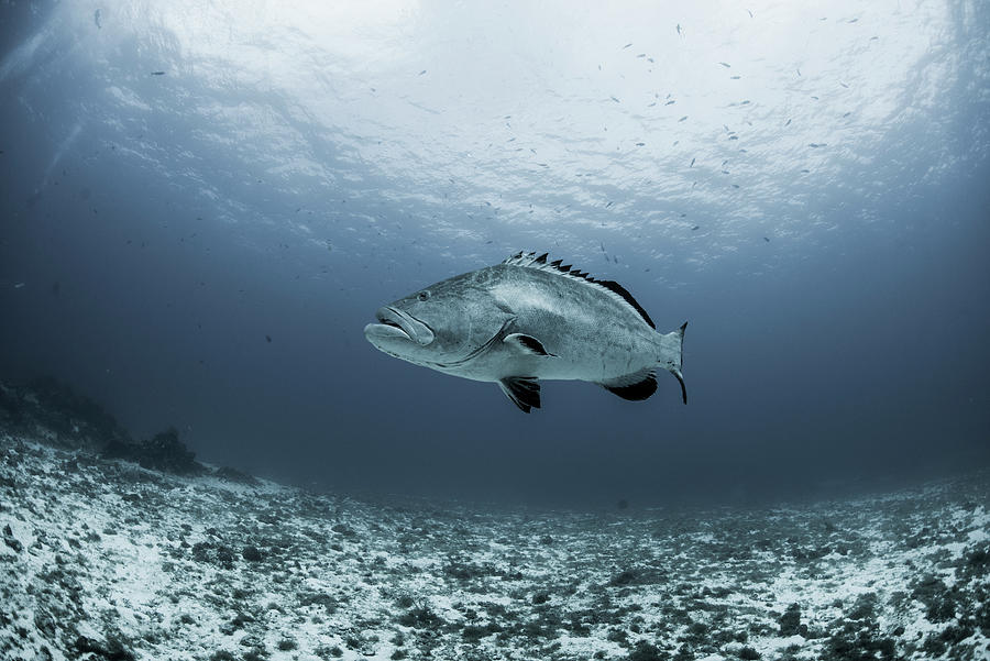 Black Grouper (mycteroperca Bonaci) Swimming Over Reef, Cozumel ...