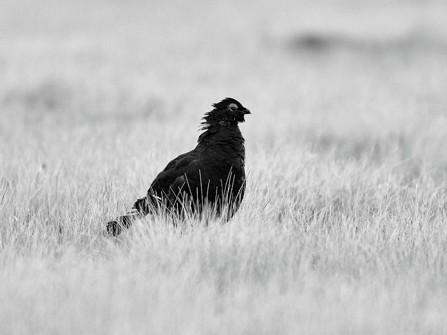 Black grouse bad hair day in bw Photograph by Jouko Lehto