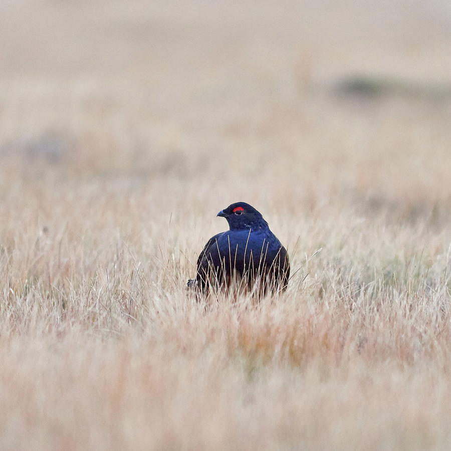 Black Grouse In The Swamp Grass Photograph