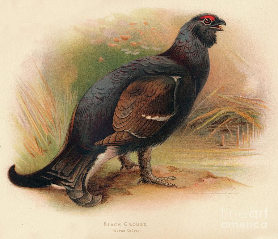 Black Grouse Tetrau Tetrix, 1900, 1900 Drawing by Print Collector