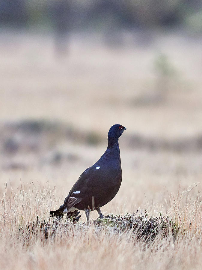 Black Grouse Waiting For The Sun To Rise Photograph