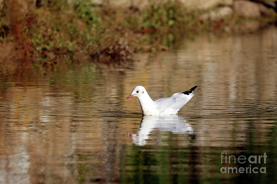 Black-Headed Gull in Winter Photograph by Terri Waters