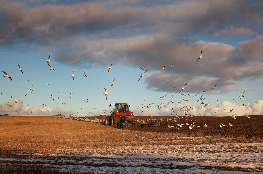 Black Headed Gulls Following Tractor Ploughing Stubble Photograph by Ernie Janes / Naturepl.com Black Headed Gulls Following Tractor Ploughing Stubble Photograph by Ernie Janes / Naturepl.com
