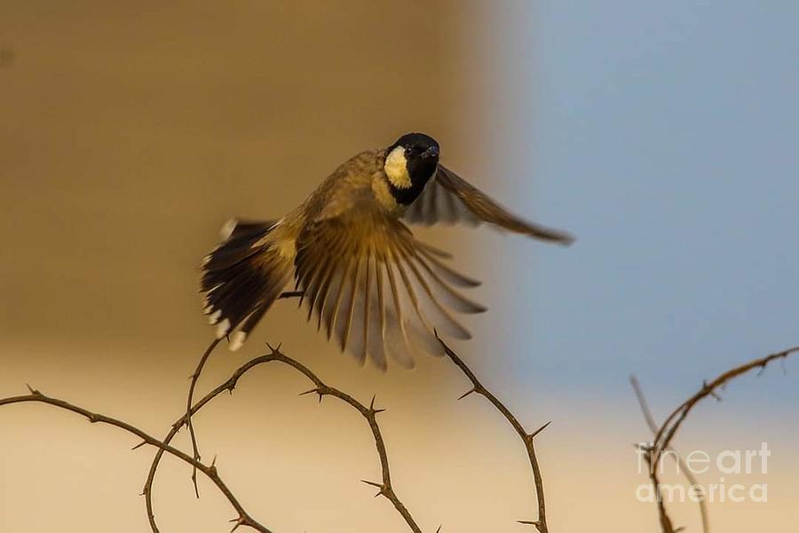 nightingale flying