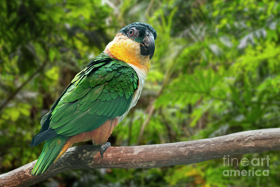 Black-headed Parrot Photograph by Arterra Picture Library